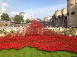 Tower of London poppies